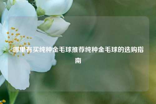 哪里有买纯种金毛球推荐纯种金毛球的选购指南